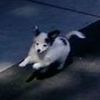sirwalterdog
